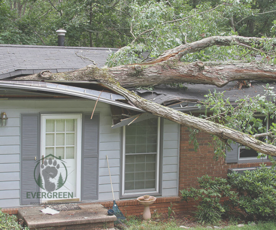 storm damage